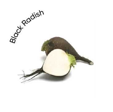 Rábano negro