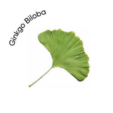 Ginkgo-Biloba