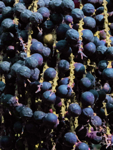 Acai (Euterpe oleracea)