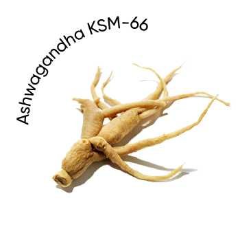 Ashwagandha-KSM66