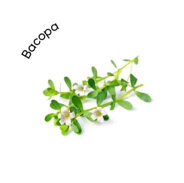 Bacopa