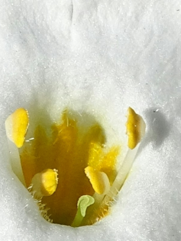 Bacopa Monnieri