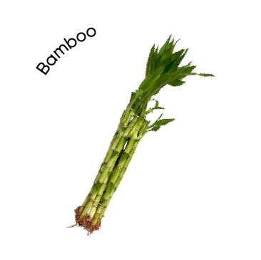 Bamboo