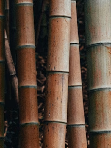 Bamboo (Bambusa arundinacea)