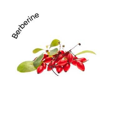 Berberine