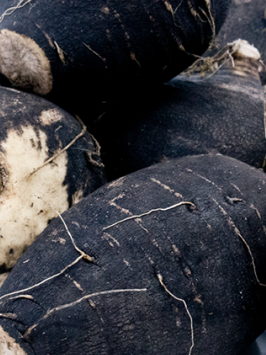 Black radish