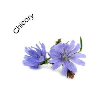 Chicory