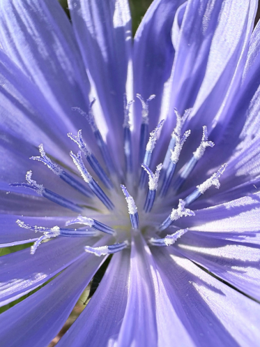 Chicory (Cichorium intybus)