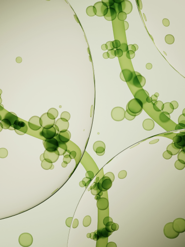 Chlorella