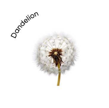 Dandelion