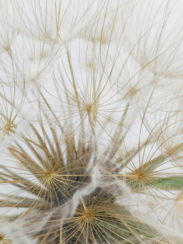 Dandelion (Taraxacum officinale)