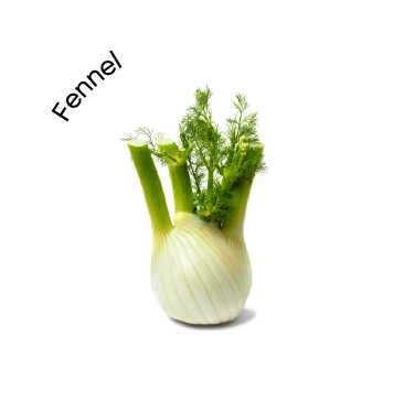 Fennel