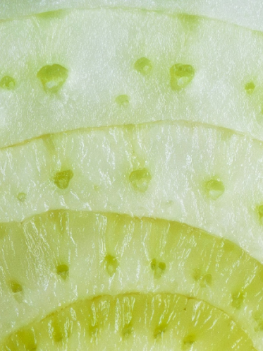 Fennel (Foeniculum vulgare)