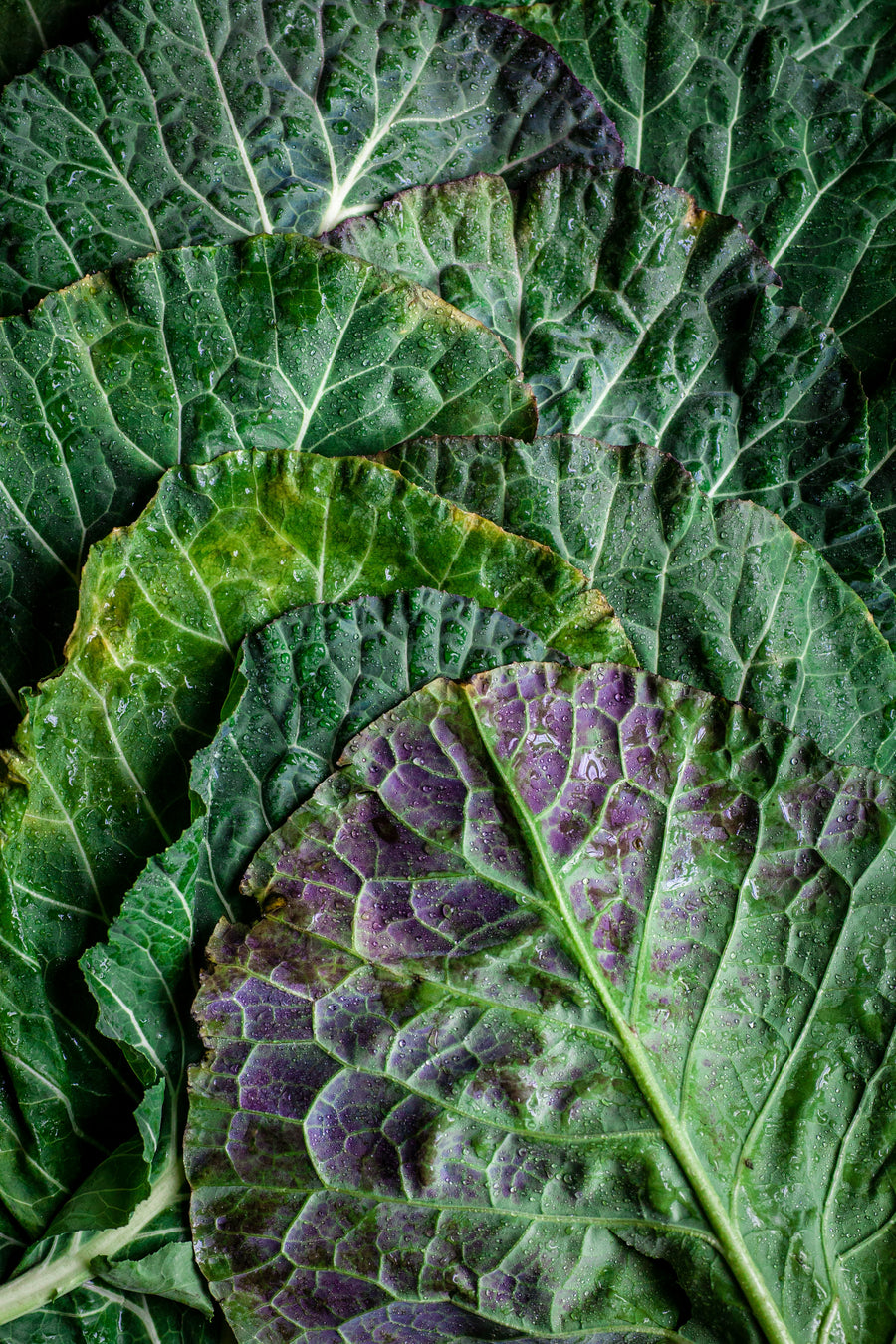 Folic Acid
