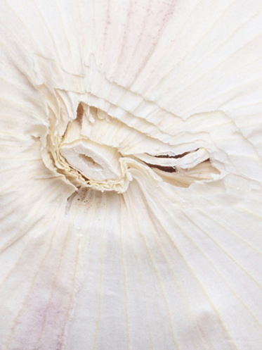 Garlic (Allium sativum)