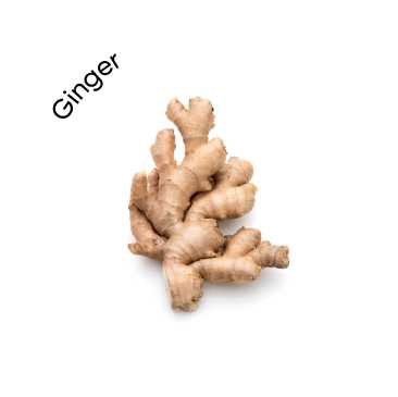 Ginger (Zingiber officinale)
