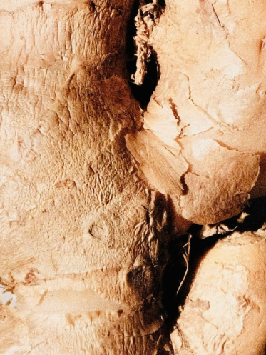 Ginger (Zingiber officinale)