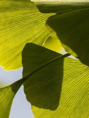Ginkgo Biloba
