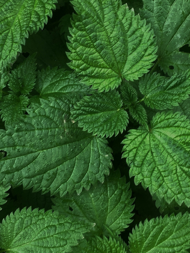 Green Nettle Extract