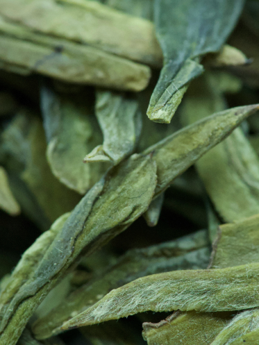 Green Tea (Camellia sinensis)
