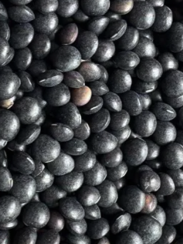 Iron