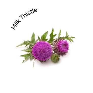 Milk-Thistle