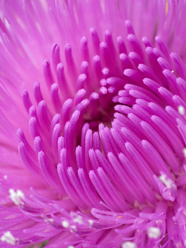 Milk Thistle (Silybum marianum)