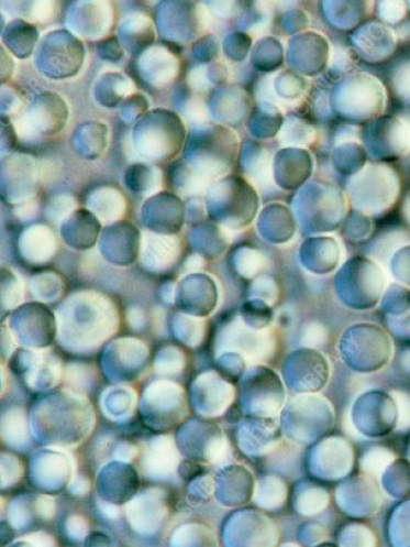 Nicotinamide Riboside