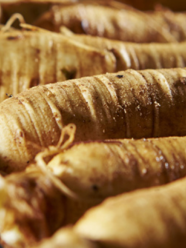 Panax Ginseng