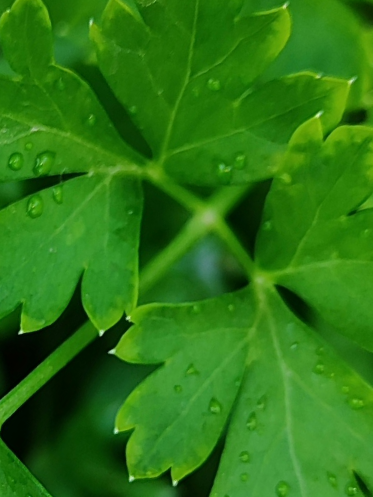 Parsley (Petroselinum crispum)