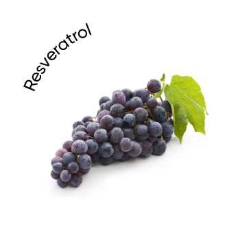 Resveratrol (Polygonum cuspidatum)