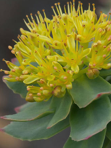 Rhodiola Rosea