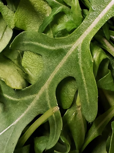 Rocket (Eruca sativa)