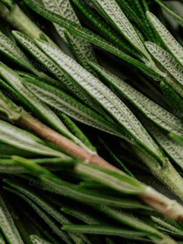 Rosemary extract (Rosmarinus officinalis)