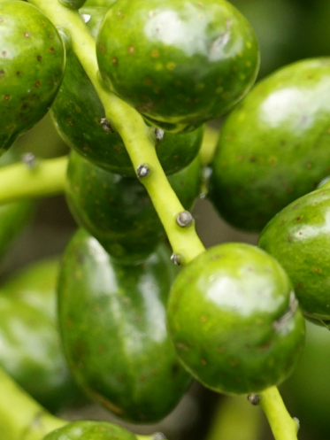 Saw Palmetto Extract