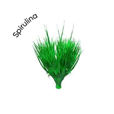 Spirulina