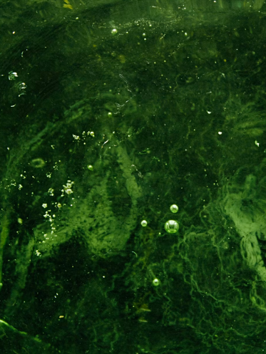 Spirulina