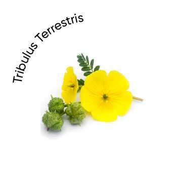 Tribulus-Terrestris