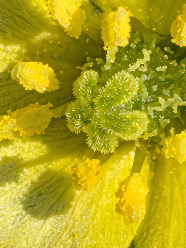 Tribulus Terrestris